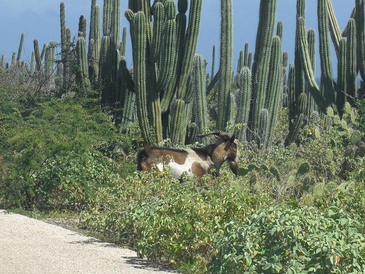 Aruba - January 2008 026.JPG